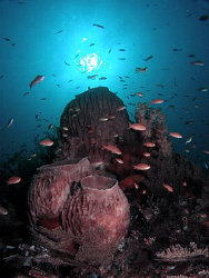 Barrel sponges and anthias on the Liberty wreck, Tulamben by Doug Anderson 